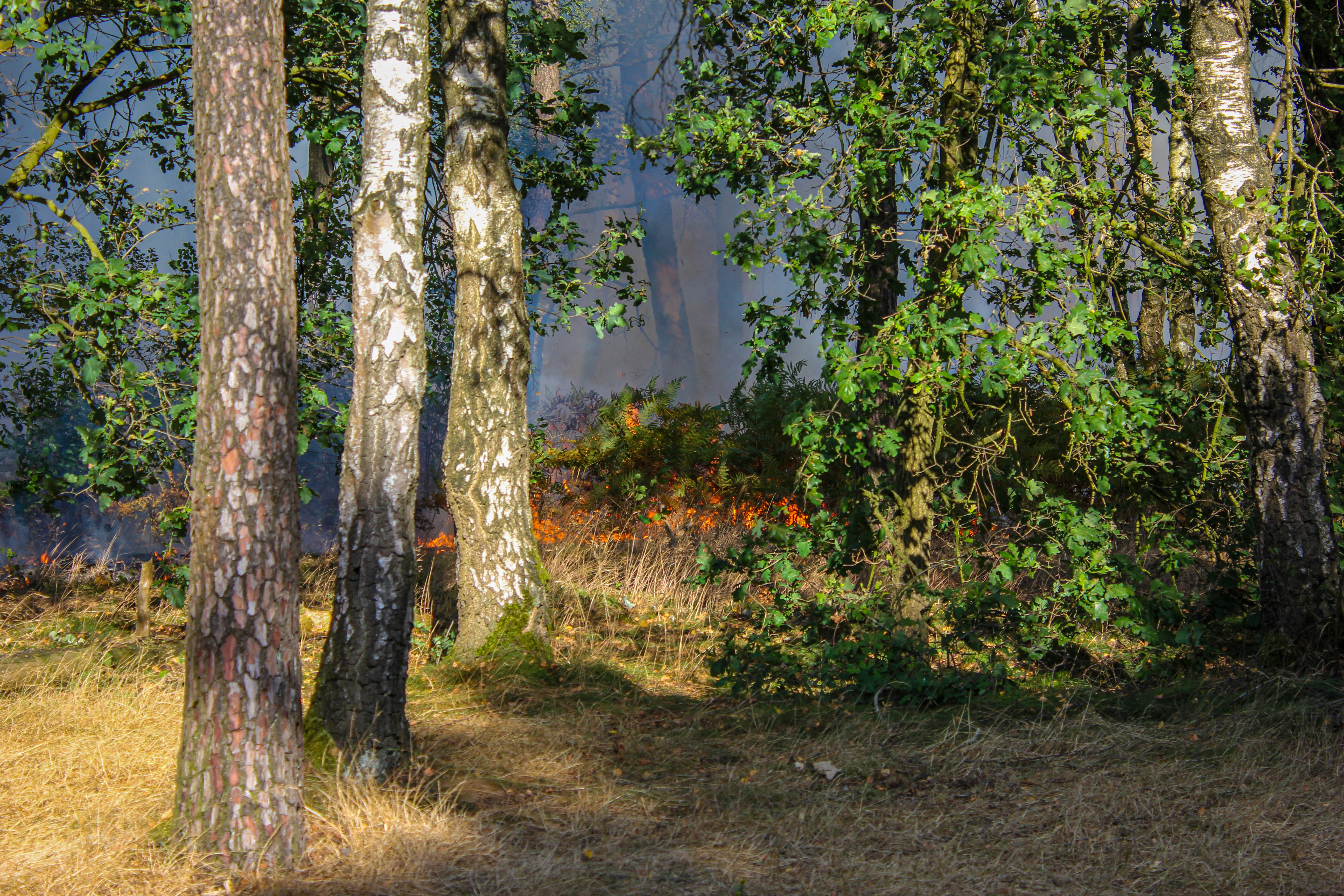 Zeer grote brand in een bos de buurt  van de Oude baan ter hoogte van de Geffense plas in Geffen